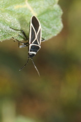 Ochrostomus pulchellus