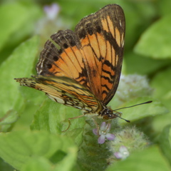 Junonia sophia sophia