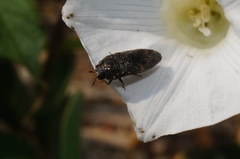 Acmaeodera setosa