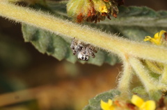 Dendryphantes zygoballoides