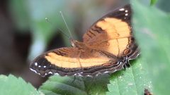 Junonia terea terea