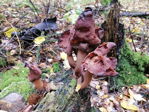 Наблюдение на iNaturalist
