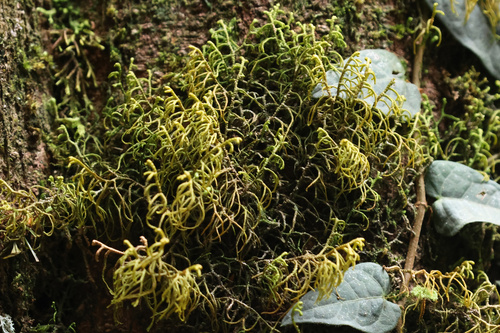 Mastigophora diclados observed 2025-10-11