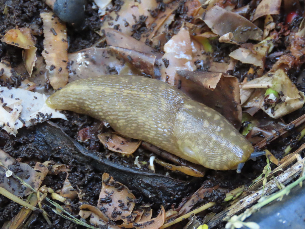 Yellow Cellar Slug in October 2025 by caliginous · iNaturalist