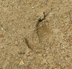 Struthio camelus camelus