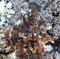 Xanthoparmelia plittii