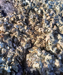 Xanthoparmelia plittii