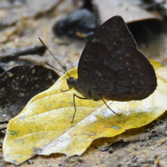 Euriphene