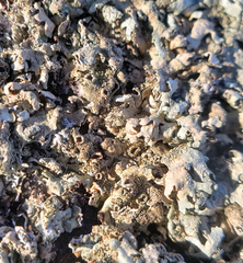 Xanthoparmelia plittii