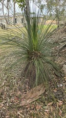 Xanthorrhoea media, photograph (c) Petra Holland, some rights reserved (CC BY)