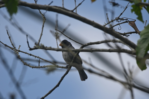 Grey Seedeater (Sporophila intermedia), photo 5