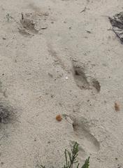 Struthio camelus camelus