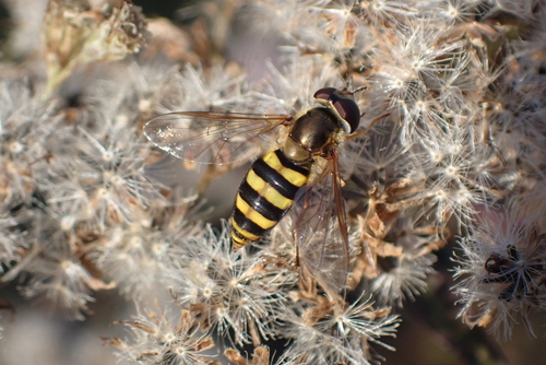 Unknown species found near Silver Spring, MD, USA