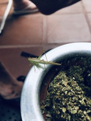 Conocephalus longipes