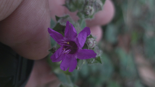 Violet four o'clock (Mirabilis violacea)