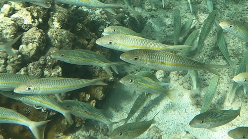 Yellowstripe Goatfish, Kapalua Bay, Kapalua, HI, US, photo 9 of 10