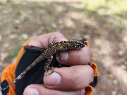Lagartija espinosa del Pacífico (Sceloporus utiformis)