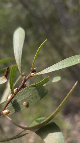 Hakea laevipes, photograph 5
