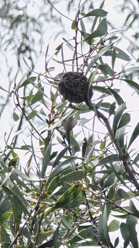 Hakea laevipes, photograph 6