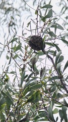 Hakea laevipes, photograph (c) Petra Holland, some rights reserved (CC BY)