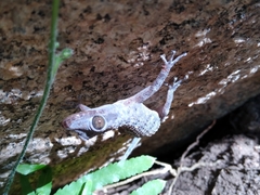 Phyllodactylus
