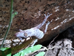 Phyllodactylus