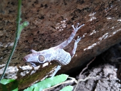 Phyllodactylus