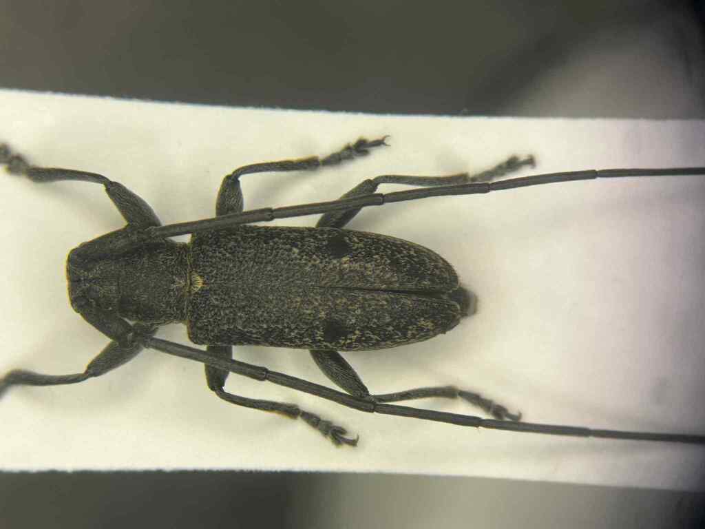 Microgoes oculatus