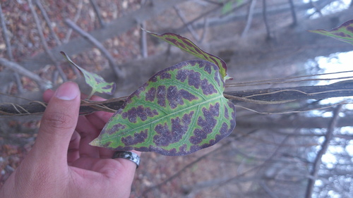 Prestonia mollis, photograph 2