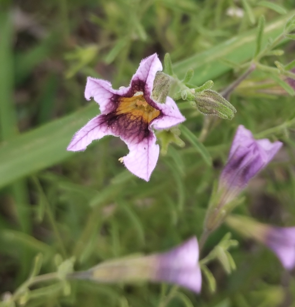 Calibrachoa humilis (Calibrachoa humilis)