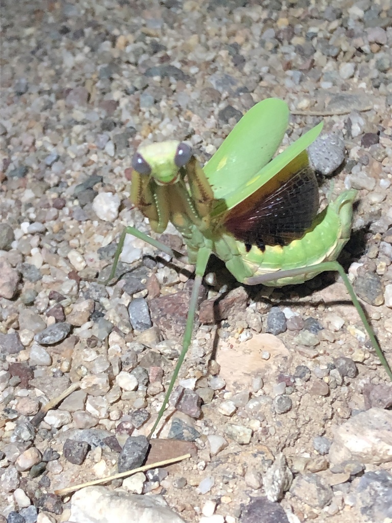 Stagmomantis clauseni