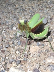 Sonoran Tiger Mantis