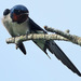 Red-chested Swallow - Photo (c) Steve Garvie, some rights reserved (CC BY-SA)