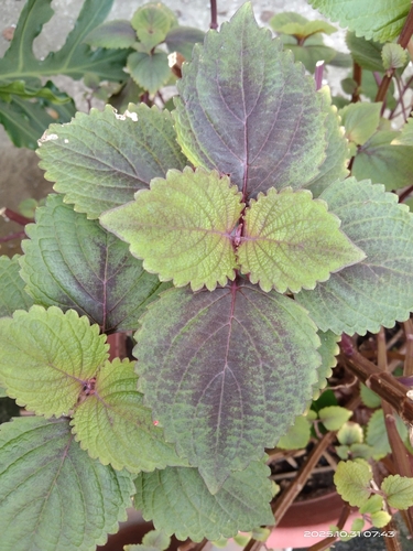 Perilla frutescens iNat (3)