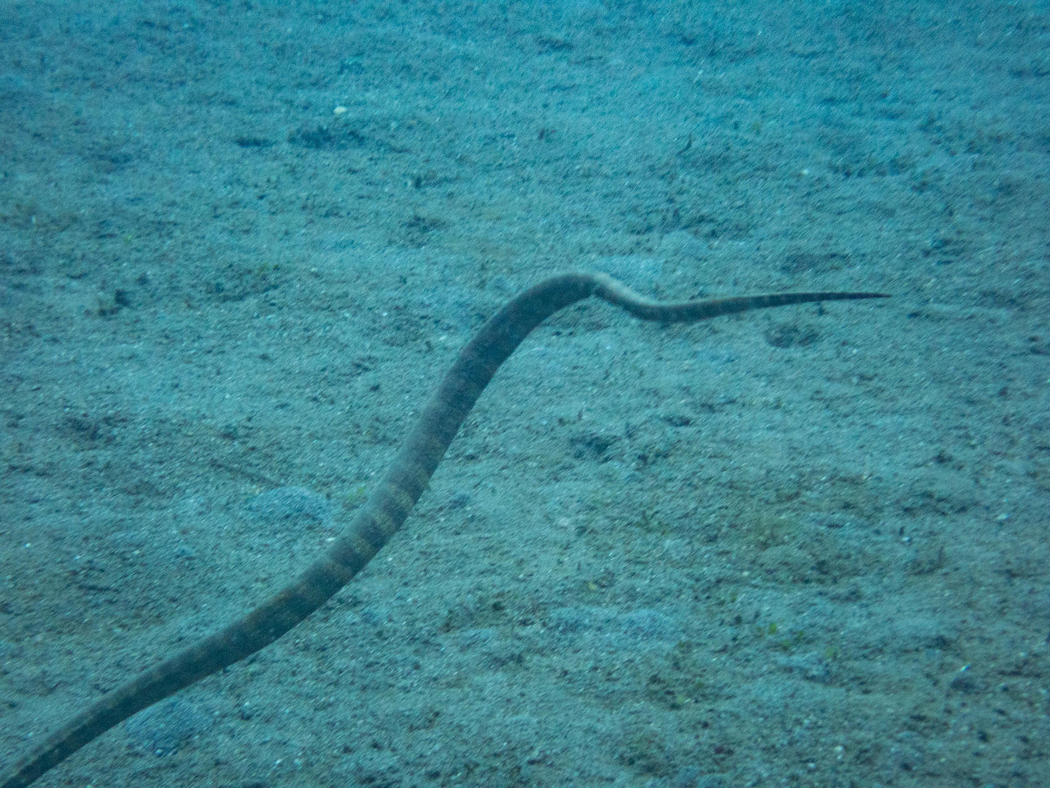 Acrochordus granulatus (Schneider, 1799)
