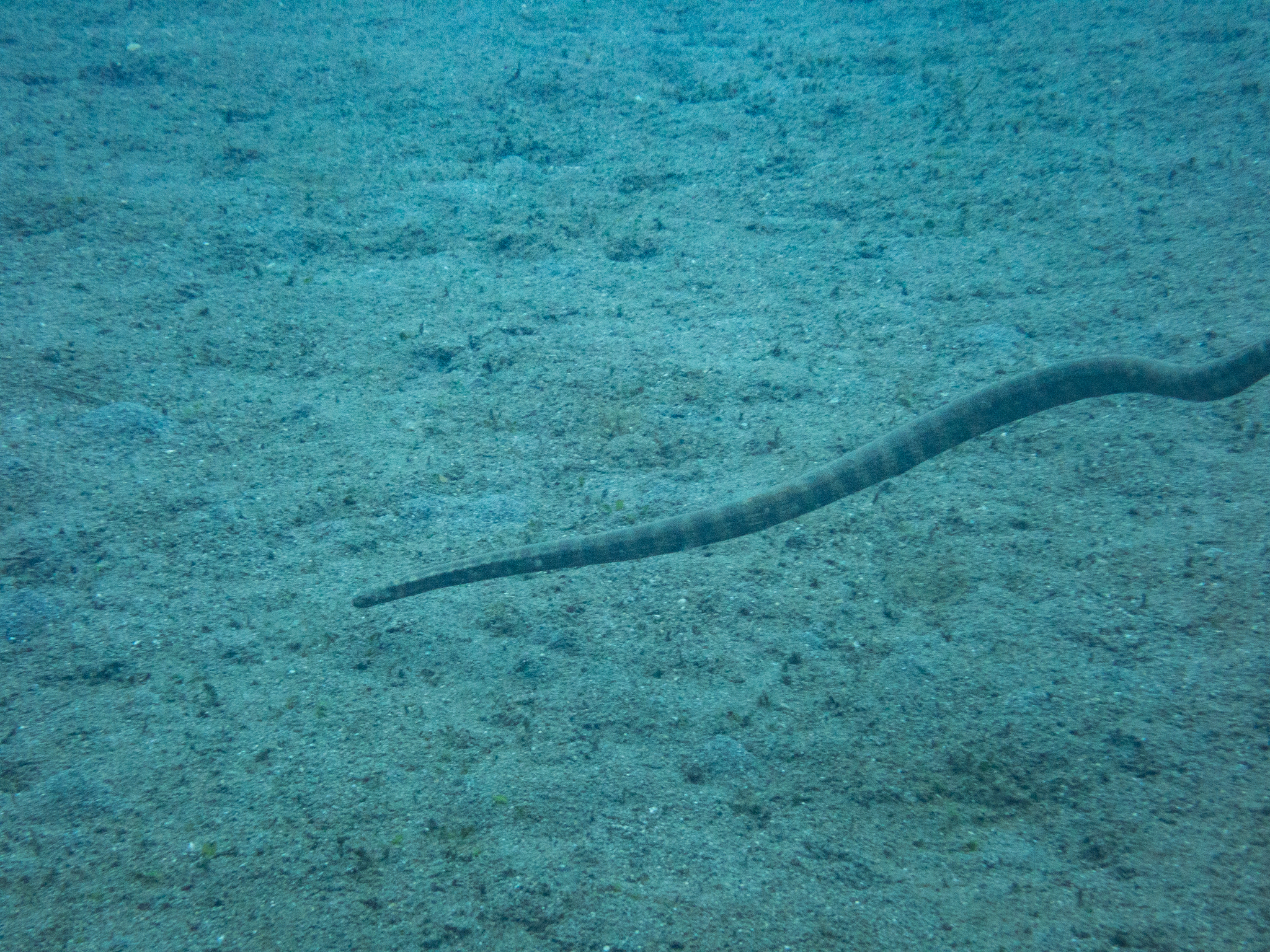 Acrochordus granulatus (Schneider, 1799)