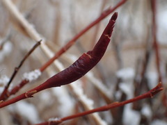 Salix pulchra