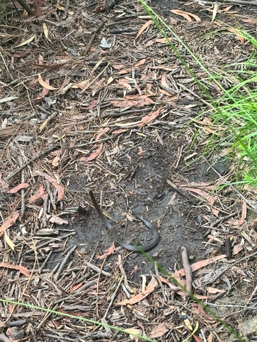 Southern Dwarf Crowned Snake sighting