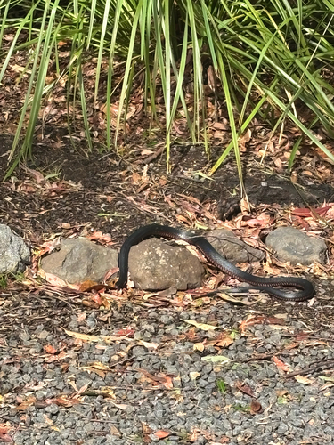 Red-bellied Black Snake sighting