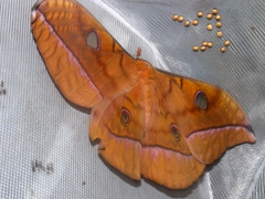 Antheraea celebensis