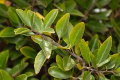 Rhamnus crenulata, photograph (c) Jakob Horz, some rights reserved (CC BY)