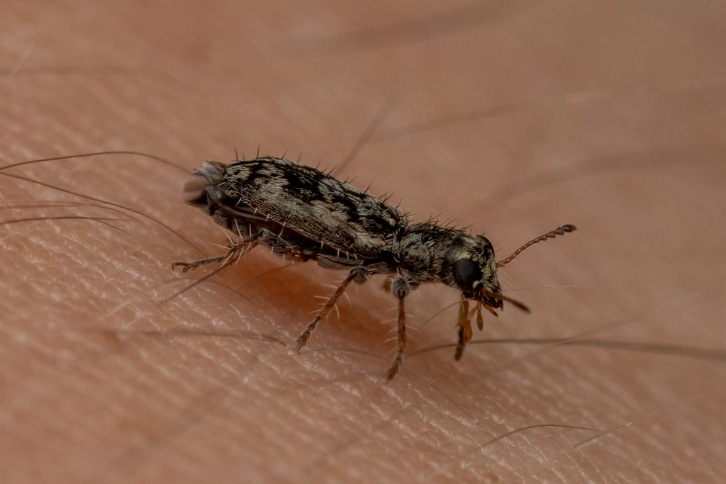 Canariclerus paivae