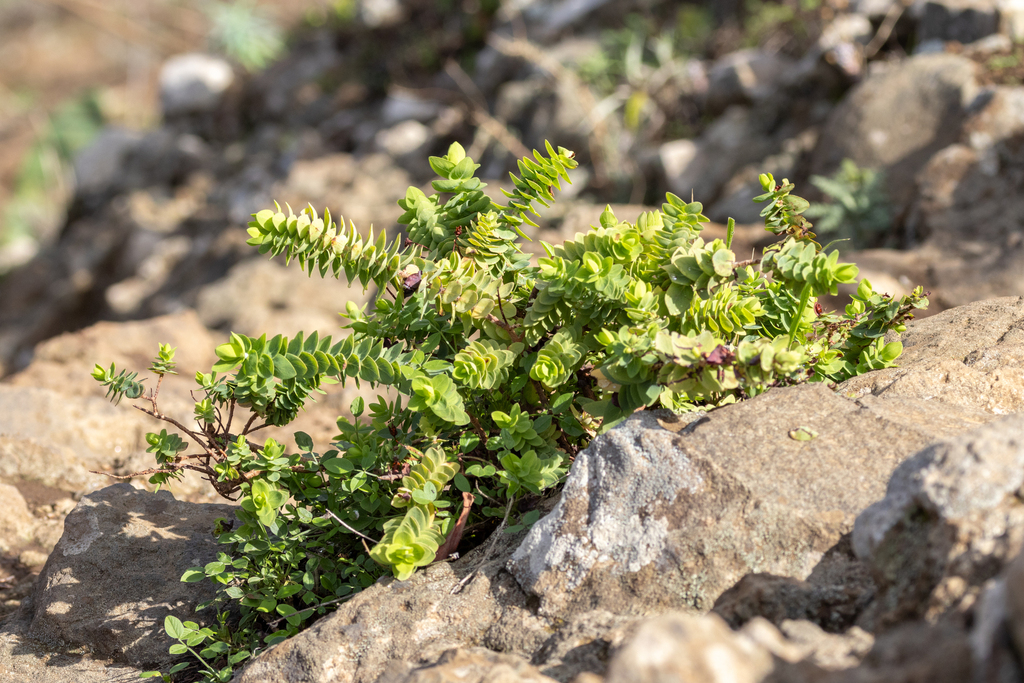 Hypericum reflexum; photograph (c) Jakob Horz, some rights reserved (CC BY)