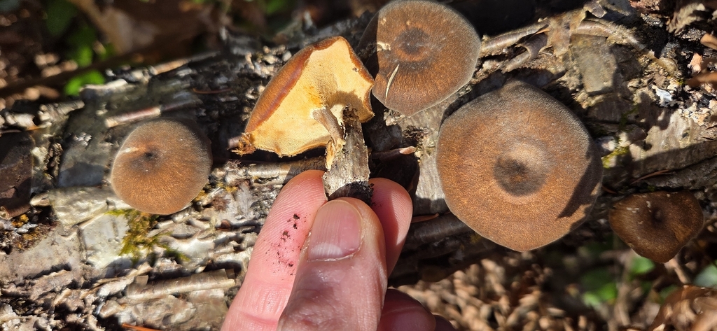 Lentinus brumalis · October 2025 · photo: © wf_mi (iNaturalist, cc-by)