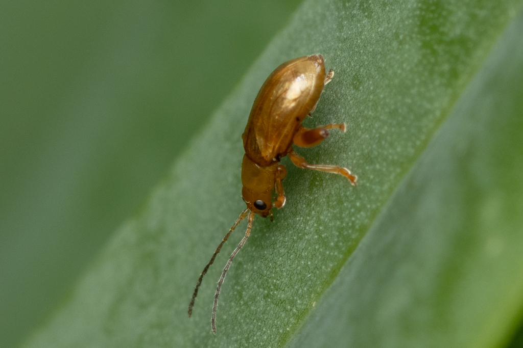 Longitarsus kleiniiperda