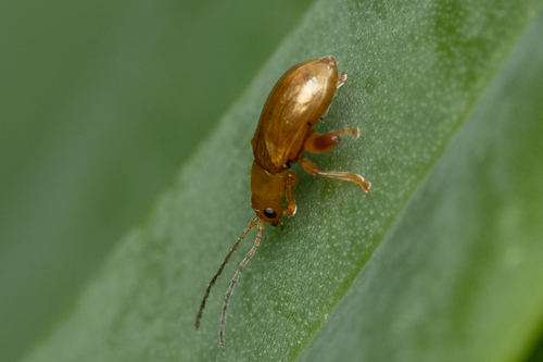 Longitarsus kleiniiperda