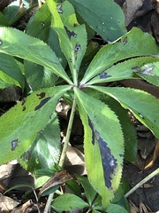 Microsphaeropsis hellebori