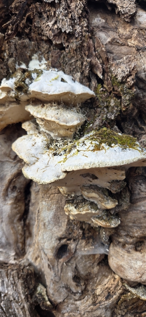 Rigidoporus populinus