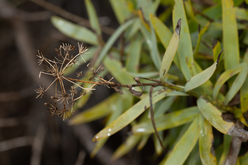 Canary Hare's Ear (Bupleurum salicifolium)