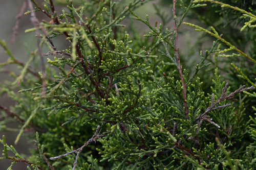 Canary Juniper (Juniperus canariensis)